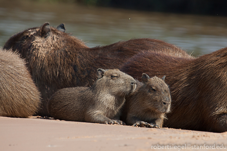 young capybara